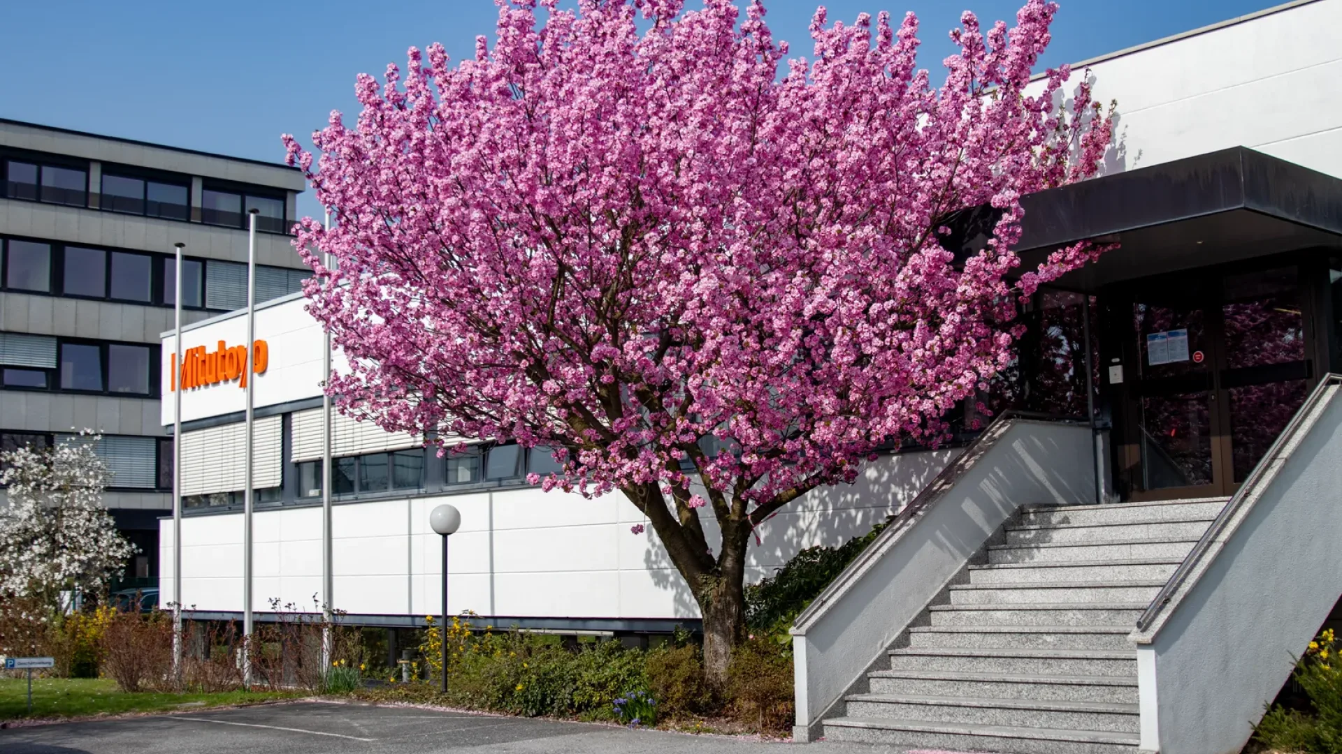 Großer rosa Kirschblütenbaum in voller Blüte vor einem weißen Mitutoyo-Bürogebäude unter einem klaren blauen Himmel.